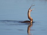 frieda 172  African Darter with catch - Slanghalsvoel gooi vissie in lug : frieda